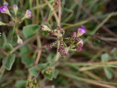 Commicarpus