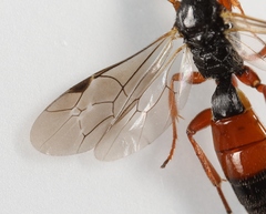 Arotrephes speculator