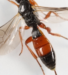 Arotrephes speculator