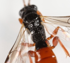 Arotrephes speculator