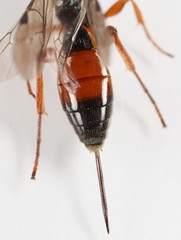 Arotrephes speculator