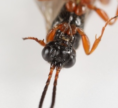 Arotrephes speculator