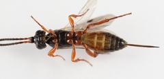 Arotrephes speculator