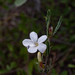 Barleria bechuanensis - Photo (c) David Gwynne-Evans, some rights reserved (CC BY-NC-ND), uploaded by David Gwynne-Evans