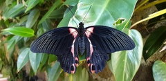 Papilio rumanzovia