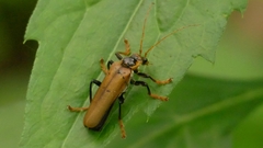 Lycocerus suturellus