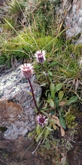 Erigeron uniflorus