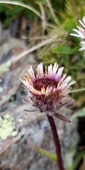 Erigeron uniflorus