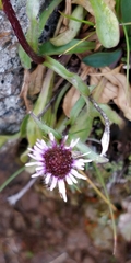 Erigeron uniflorus