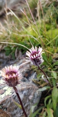 Erigeron uniflorus