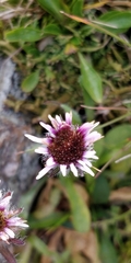 Erigeron uniflorus
