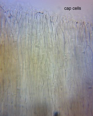 Pseudohydropus commenticius