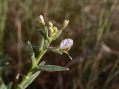Cleome monophylla