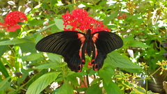 Papilio rumanzovia