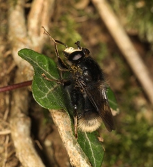 Criorhina ranunculi