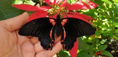 Papilio rumanzovia