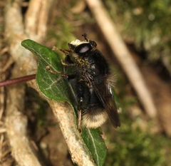 Criorhina ranunculi