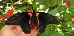 Papilio rumanzovia