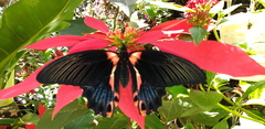 Papilio rumanzovia