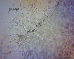 Pseudohydropus commenticius