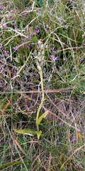 Pseudorchis