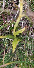 Pseudorchis