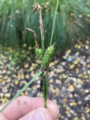 Carex sinclairii