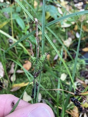 Carex sinclairii