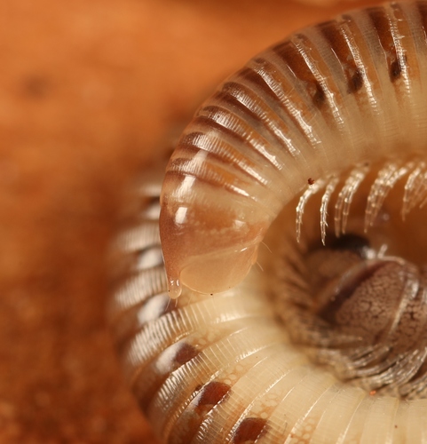 Blunt-tailed Snake Millipede, photo 2 of 10