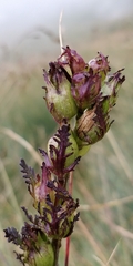 Pedicularis tuberosa