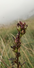 Pedicularis tuberosa