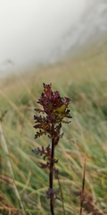 Pedicularis tuberosa