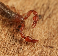 Lamprochernes nodosus