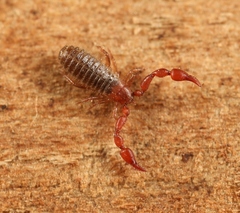 Lamprochernes nodosus