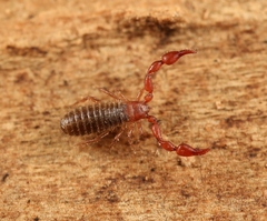 Lamprochernes nodosus