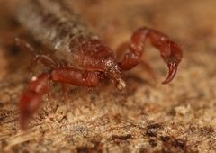 Lamprochernes nodosus