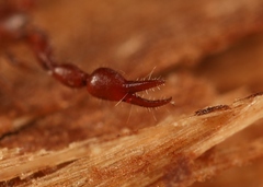 Lamprochernes nodosus