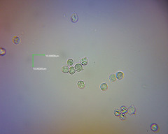 Pseudohydropus commenticius