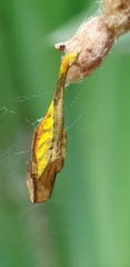 Arachnura melanura