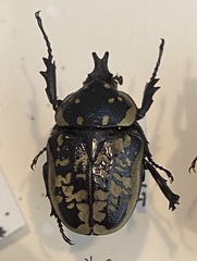 Hypselogenia corrosa