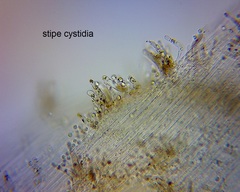 Pseudohydropus commenticius