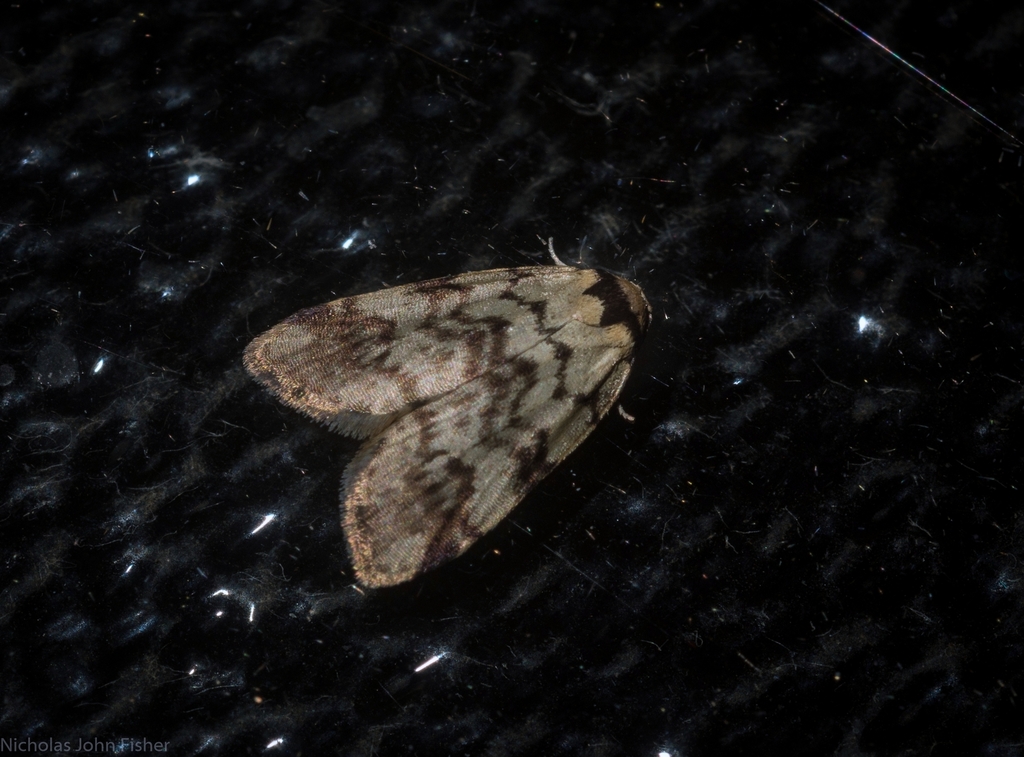 Thallarcha leptographa