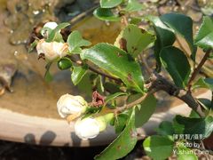 Chaenomeles × superba