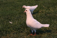 Columba livia domestica