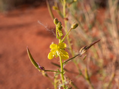 Cleome paxii