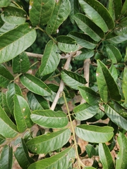 Casearia