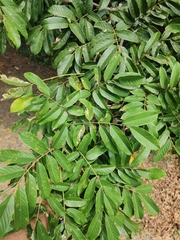 Casearia