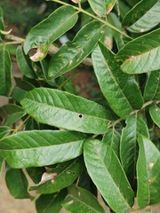 Casearia