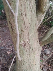 Casearia