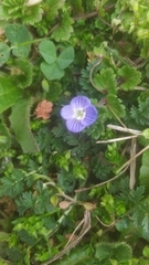 Veronica persica